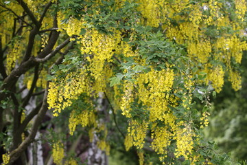 Obraz premium Äste mit blühendem Goldregen