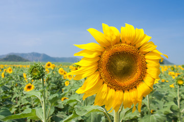 Obraz premium Sunflower field