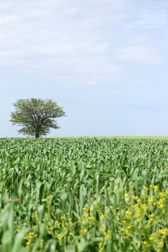 green wheat and one tree field
