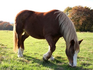 Pferd auf Herbstwiese