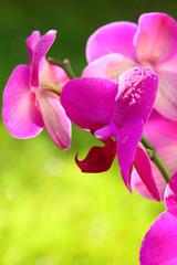 Fototapeta premium Pink orchid isolated on green.