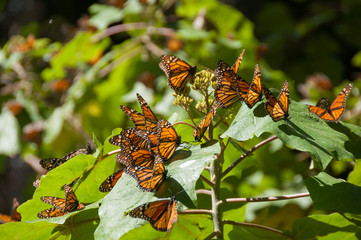 Monarch Butterfly Biosphere Reserve, Michoacan (Mexico)