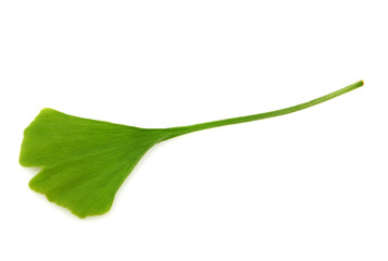green ginkgo biloba isolated on white background