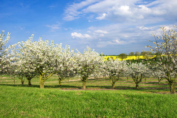 Frühlingslandschaft mit Kirschblüte - 1606