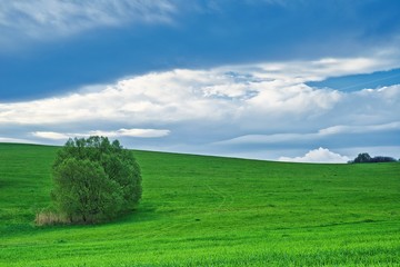 Landscape with tree