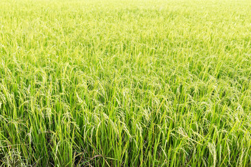 green paddy rice in field
