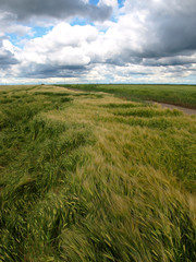 Obraz premium beautiful wheat field after storm and rain