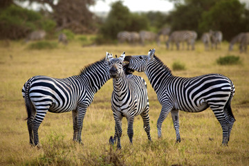 Fototapeta na wymiar zebra's in africa walking on the savannah