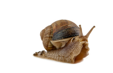 grawling snail isolated