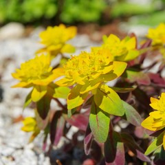 Wolfsmilch Bonfire - Euphorbia bonfire 02