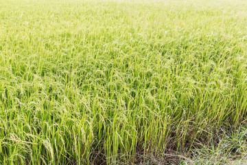 green paddy rice in field