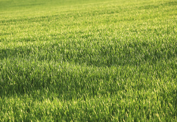 Green grass texture from a field