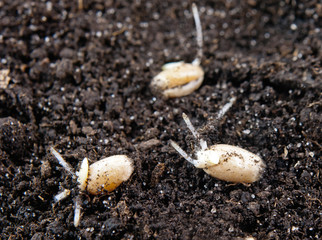 wheat grains