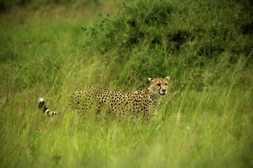 Stalking cheetah in the tall grass. Masai Mara, Kenya