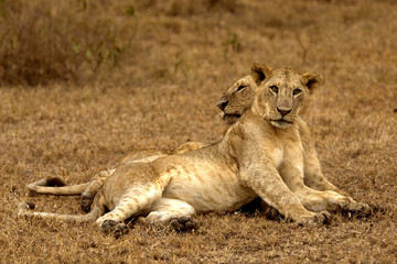 Fototapeta na wymiar dwa lwy leżące w Nakuru