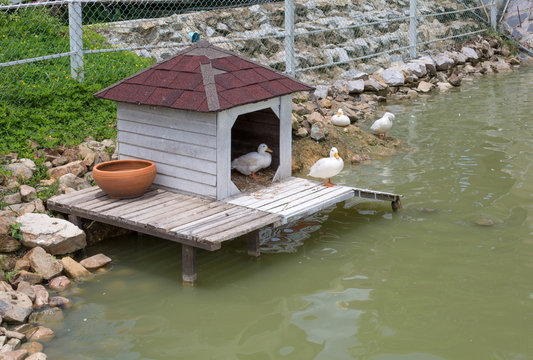 duck house