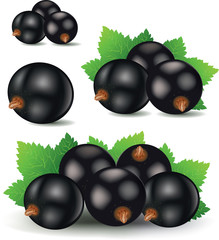 black currant vector illustration