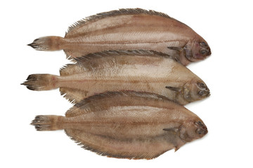 Fresh raw megrim fish