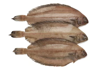 Crédence de cuisine en verre imprimé Poisson Fresh raw megrim fish
