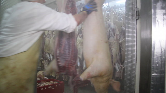 Butcher working in the slaughterhouse