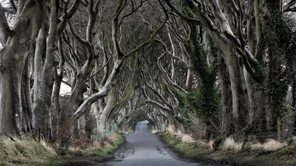 Poster Dark Hedges - Ireland © VanderWolf Images