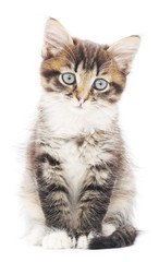 Kitten on a white background