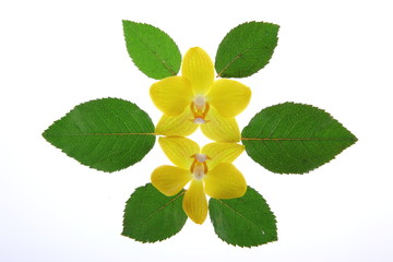 Obraz premium kwiat