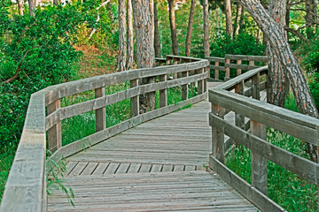 boardwalk in the pinewood