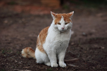 white and red cat wandering