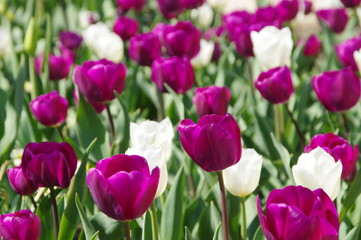 Fototapeta premium Tulpen lila und weiss - tulips purple and white 01