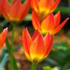 Wildtulpe - wild tulip 13