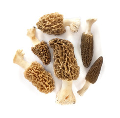 Group of morel mushrooms isolated on white background