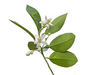 Fototapeta premium citrus flowers