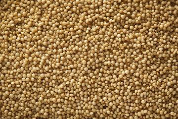 Fototapeta premium Raw Organic Amaranth Grain