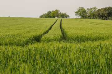 Fototapeta premium work of harvesting
