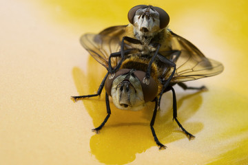 flies in spring fever, standing for a macro