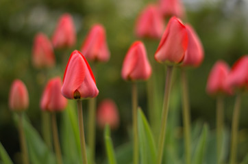 Soft red tulips-horizontal