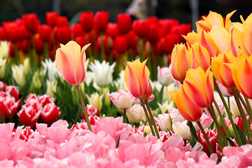 flowers