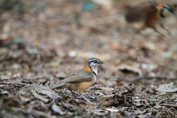 Lesser Necklaced Laughingthrush (Garrulax monileger) in Thailand