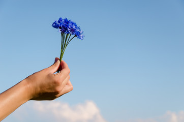 cornflower bouquet female hand blue sky background