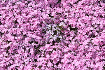 Fototapeta premium 芝桜