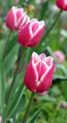 Tulpen