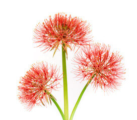 Powder puff lily or Blood flower .