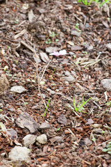 Rindenmulch