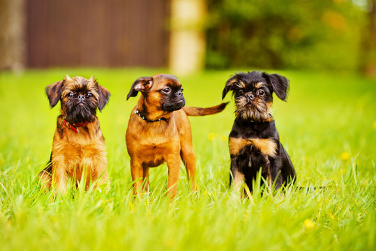 three different griffon puppies
