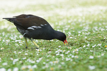 Moorhen, Gallinula Chloropus