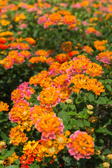 Lantana Camara flower