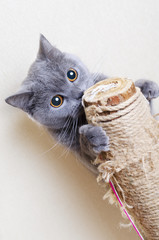 British cat scratching posts