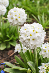 Fototapeta premium White primrose Primula denticulata Alba