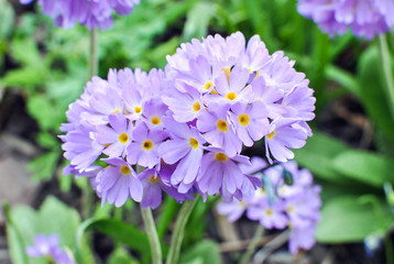 Obraz premium Lilac primrose Primula denticulata